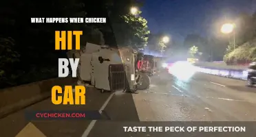 Roadside Chicken Collisions: Aftermath and Survival Insights