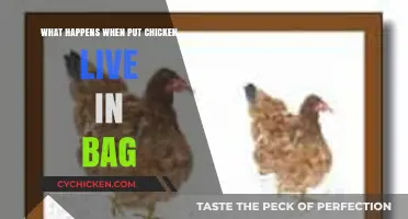 Live Chicken in a Bag: Risks, Ethics, and Consequences Explained
