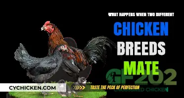 Crossbreeding Chickens: Exploring the Outcomes of Mating Different Breeds