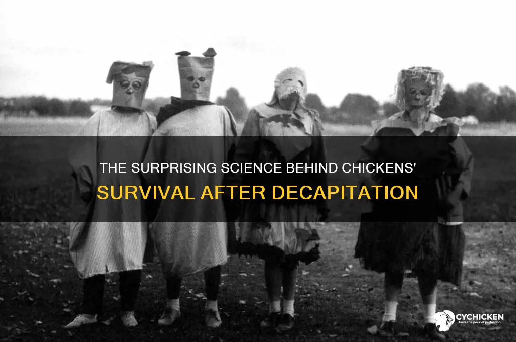 what happens when you behead a chicken