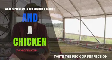 Farmers and Chickens: A Recipe for Success