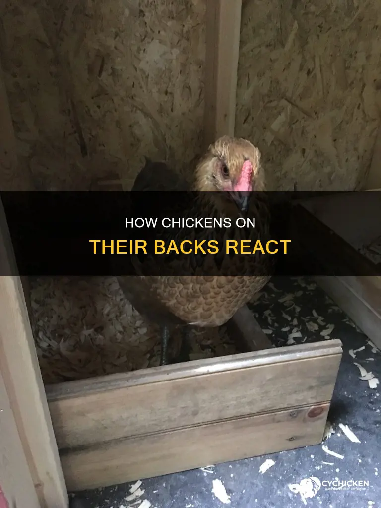 what happens when you lay a chicken on its back