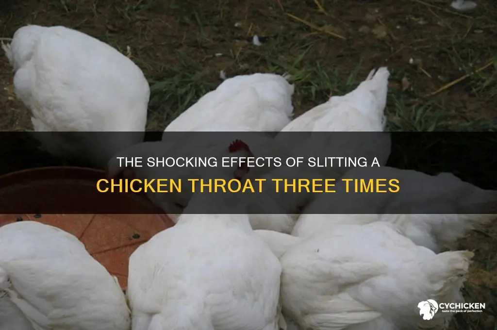 what happens when you slit chicken 3 times