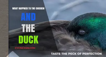 The Mysterious Disappearance of the Chicken and the Duck