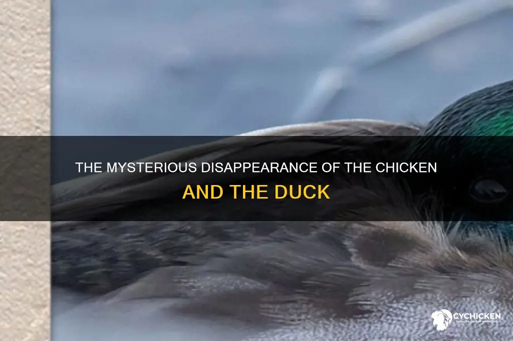 what happned to the chicken and the duck