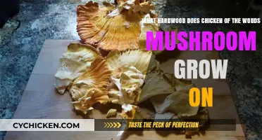 Where to Find Chicken of the Woods Mushrooms