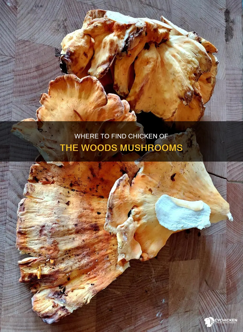what hardwood does chicken of the woods mushrooms grow on