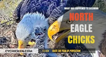 Decorah North Eagle Chicks: Updates on Their Journey and Whereabouts