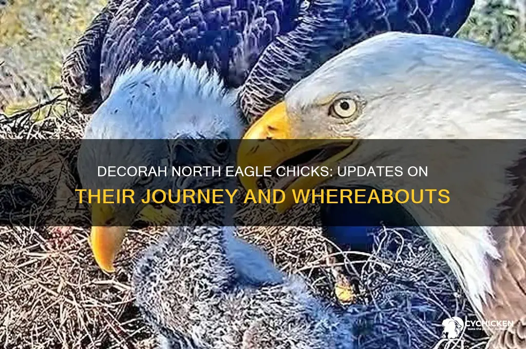 what has happened to decorah north eagle chicks