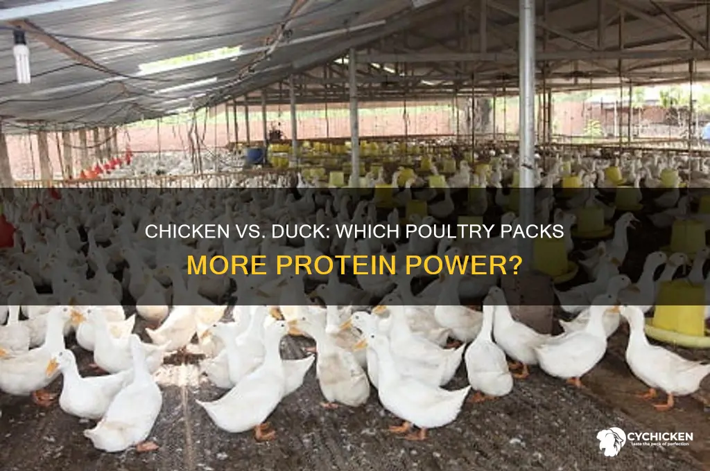 what has more protein chicken or duck