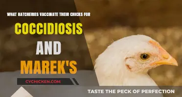 Hatcheries with Vaccinated Chicks: Coccidiosis and Marek's