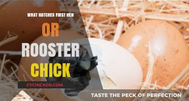 Hen or Rooster: Which Chick Hatches First in the Coop?