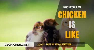 Clucks, Companionship, and Care: My Life with a Pet Chicken
