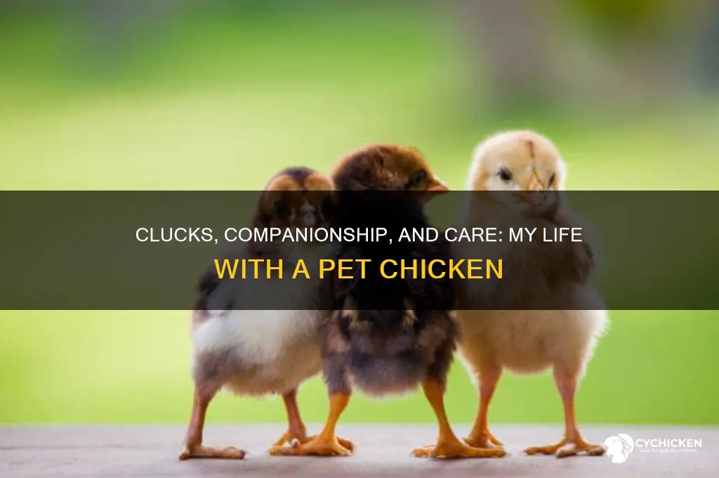 what having a pet chicken is like
