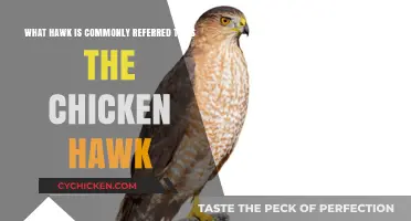 Chicken Hawk: Identify the Common Hawk Species