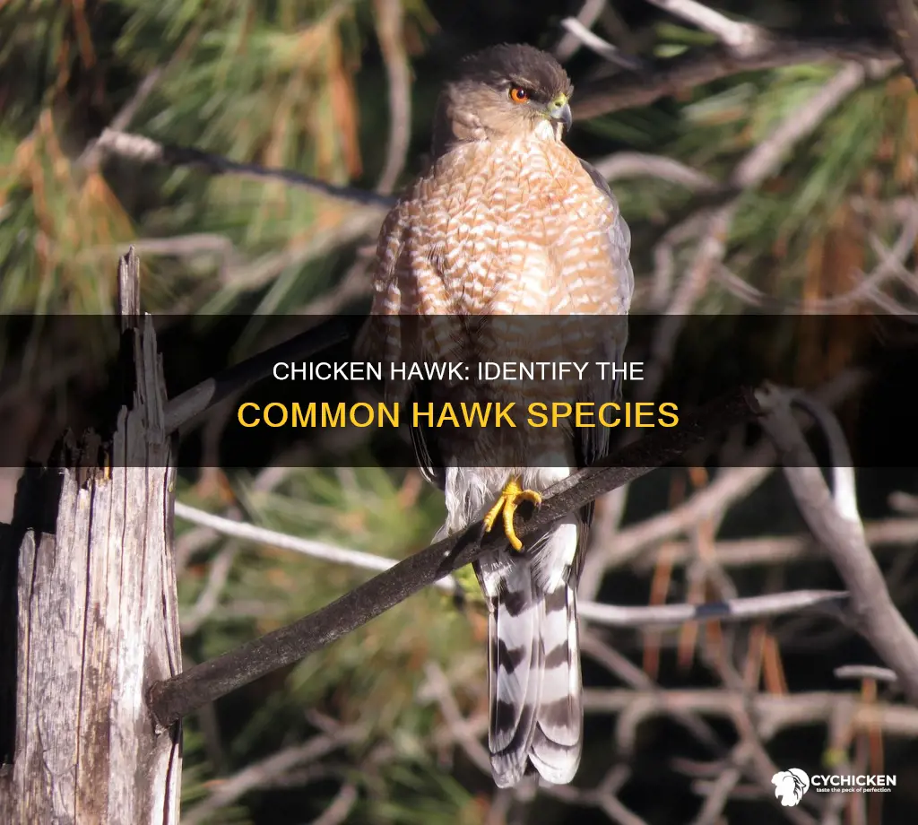 what hawk is commonly referred to as the chicken hawk