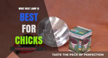 Best Heat Lamps for Chicks: Top Picks for Healthy Growth
