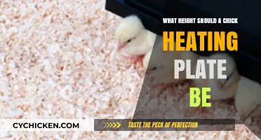 Optimal Chick Heating Plate Height: A Guide for Healthy Growth