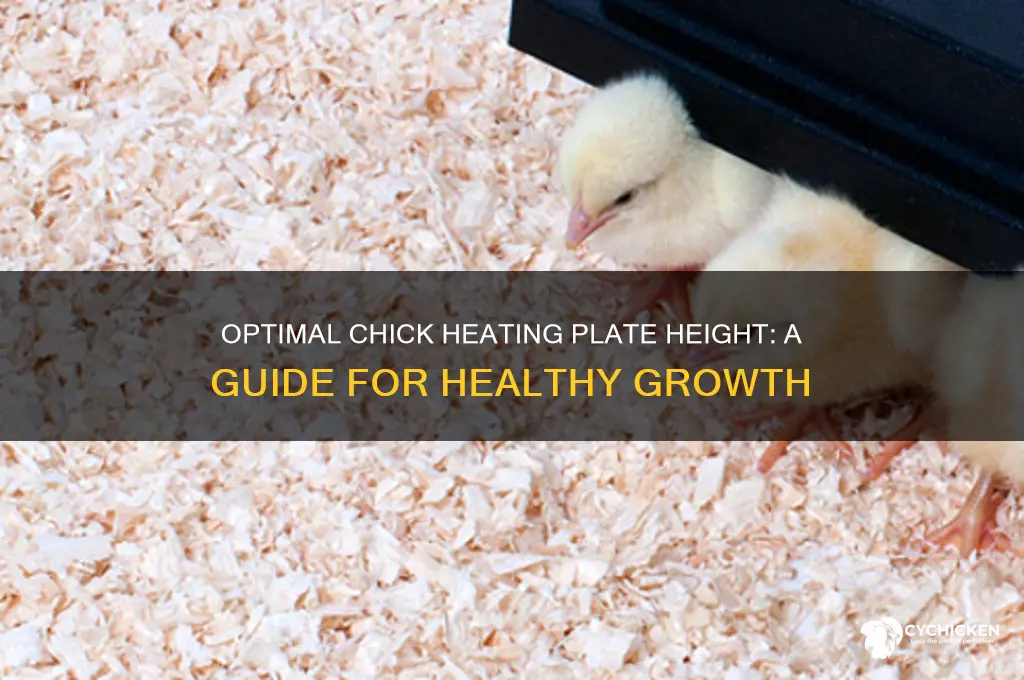 what height should a chick heating plate be