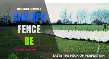 Ideal Chicken Fence Height: Protecting Your Flock from Predators