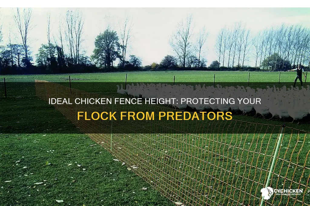 what height should a chicken fence be