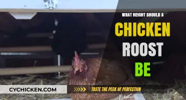 Ideal Chicken Roost Height: Tips for Comfort and Safety