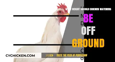 Optimal Chicken Waterer Height: Ground Clearance for Healthy Flocks