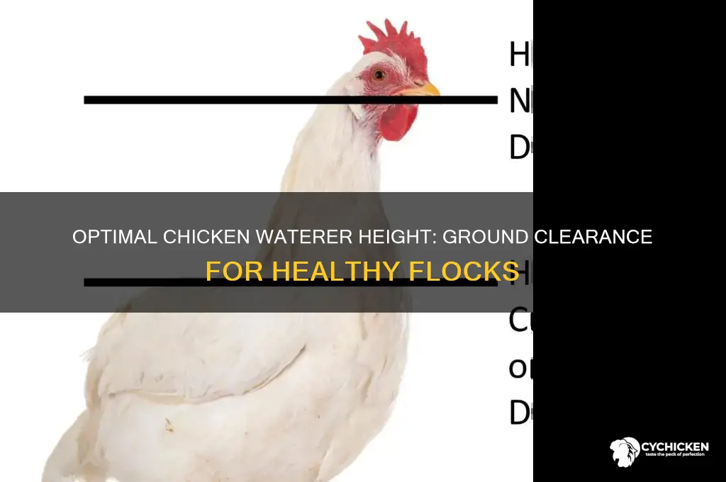 what height should chicken waterers be off ground