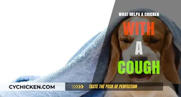 Effective Remedies to Help Your Chicken Recover from a Cough