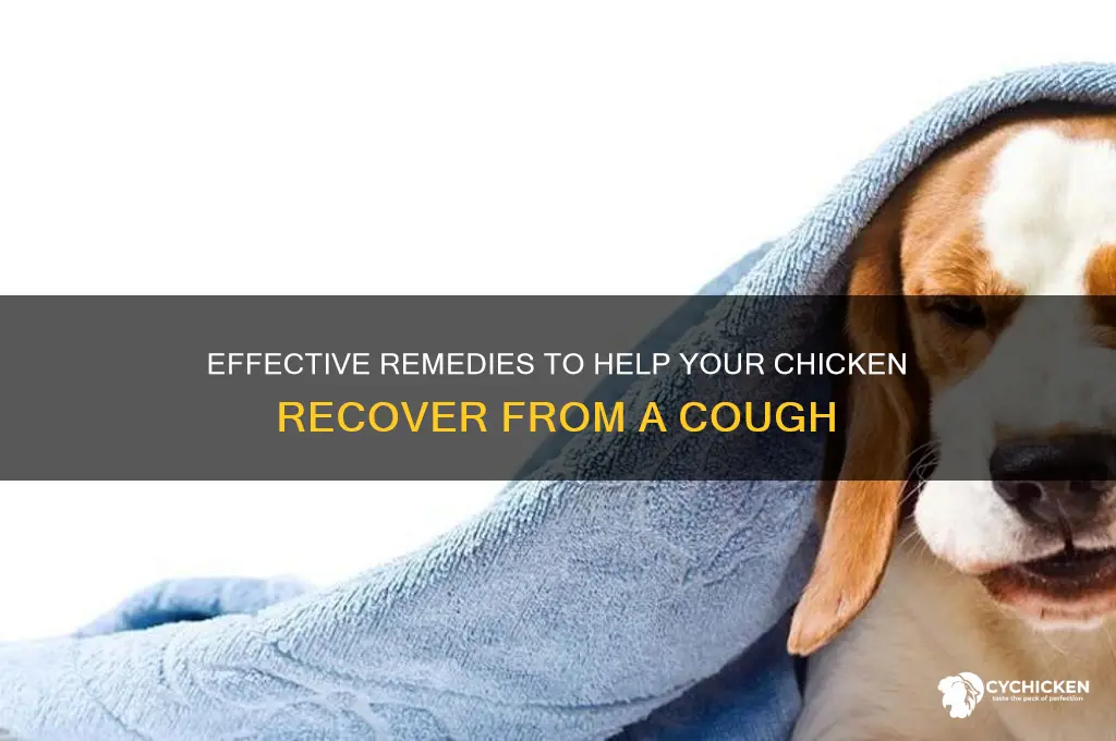 what helps a chicken with a cough