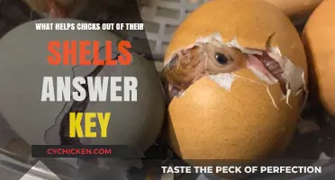 Helping Chicks Hatch: Key Factors and Methods