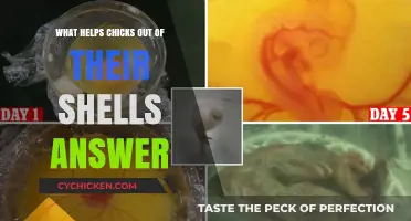 Hatching Success: Key Factors Helping Chicks Break Free From Their Shells