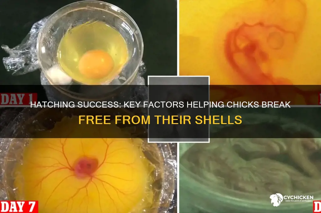 what helps chicks out of their shells answer