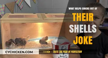 Cracking Up: Hilarious Jokes to Hatch Chicks from Their Shells