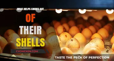 Cracking the Code: Essential Tips to Help Chicks Hatch Successfully