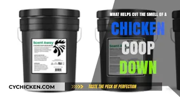 Effective Ways to Reduce Odor in Your Chicken Coop