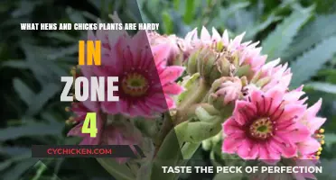 Hardy Hens and Chicks for Zone 4 Gardens