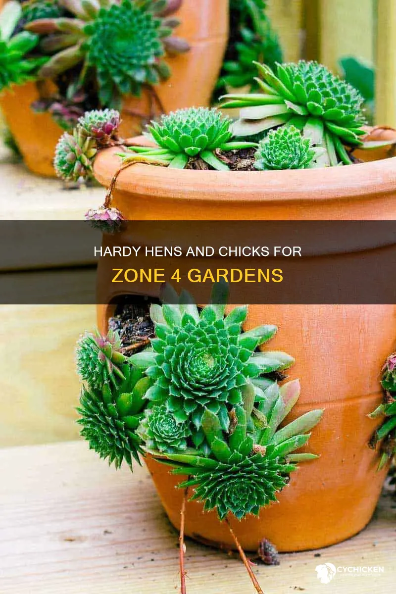 what hens and chicks plants are hardy in zone 4