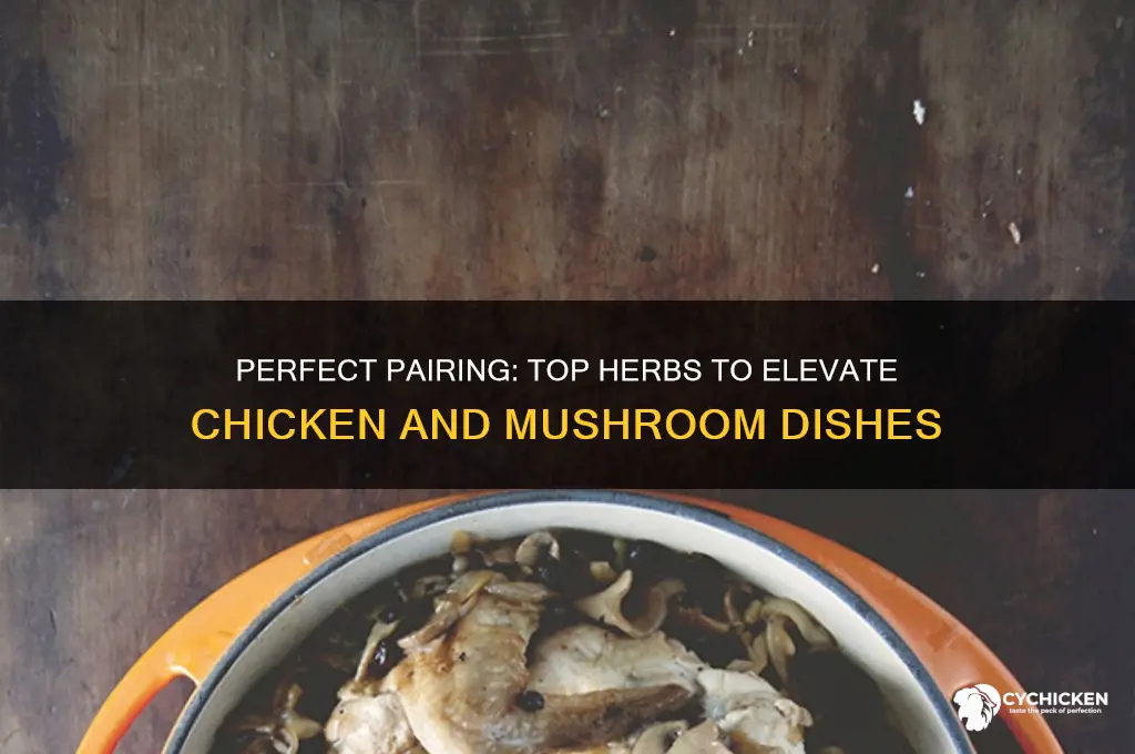 what herb goes best with chicken and mushroom