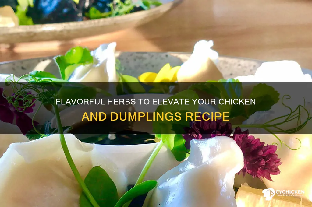 what herbs go in chicken and dumplings
