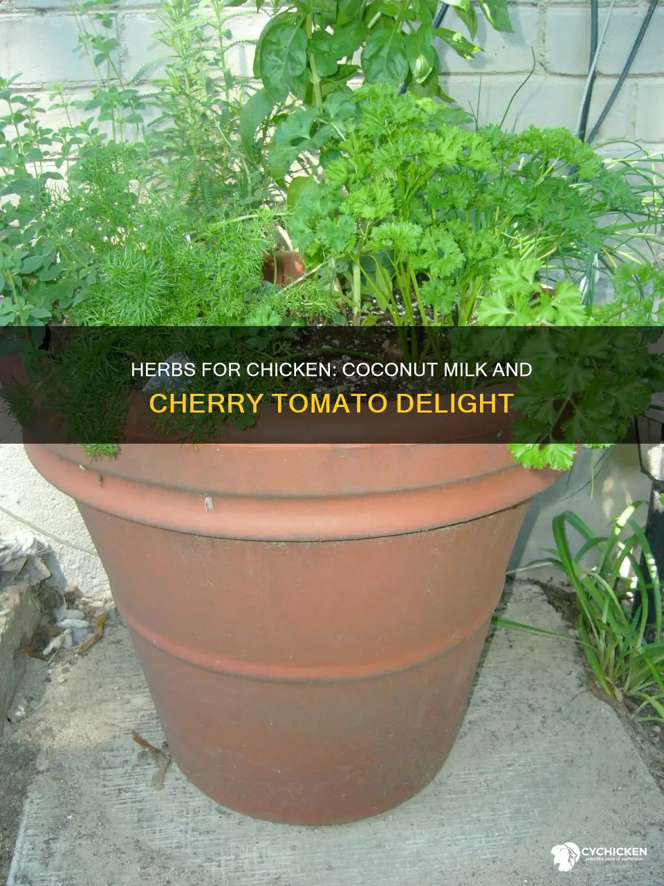 what herbs go with chicken coconut milk and cherry tomatoes