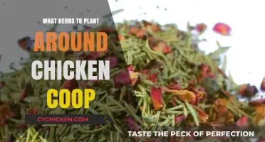 Fragrant Herbs to Enhance Your Chicken Coop Environment