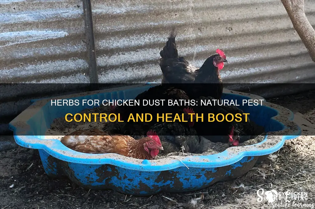 what herbs to put in chicken dust bath
