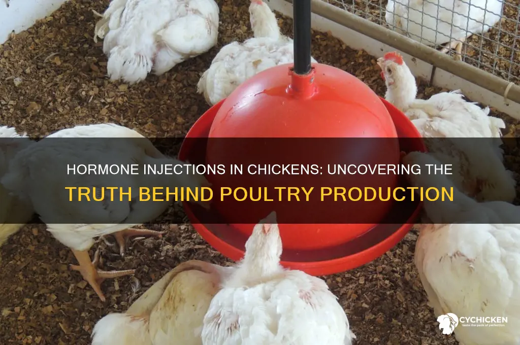 what hormone do they inject in chicken