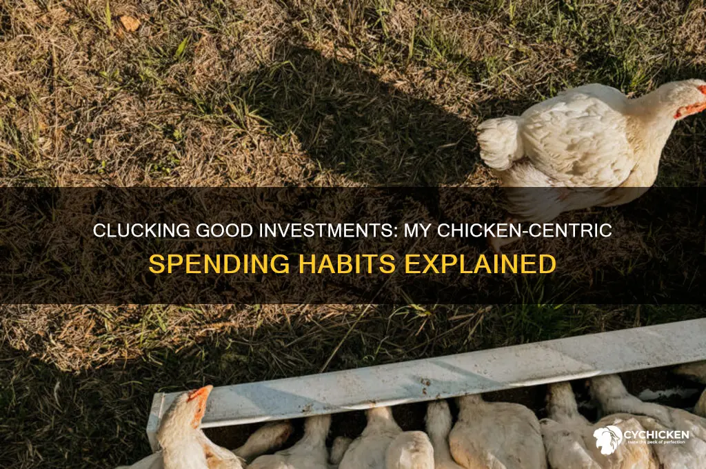 what i spend my money on chicken