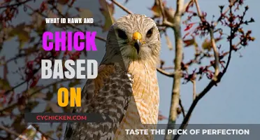 Unveiling the Inspiration Behind Hawk and Chick's Unique Story