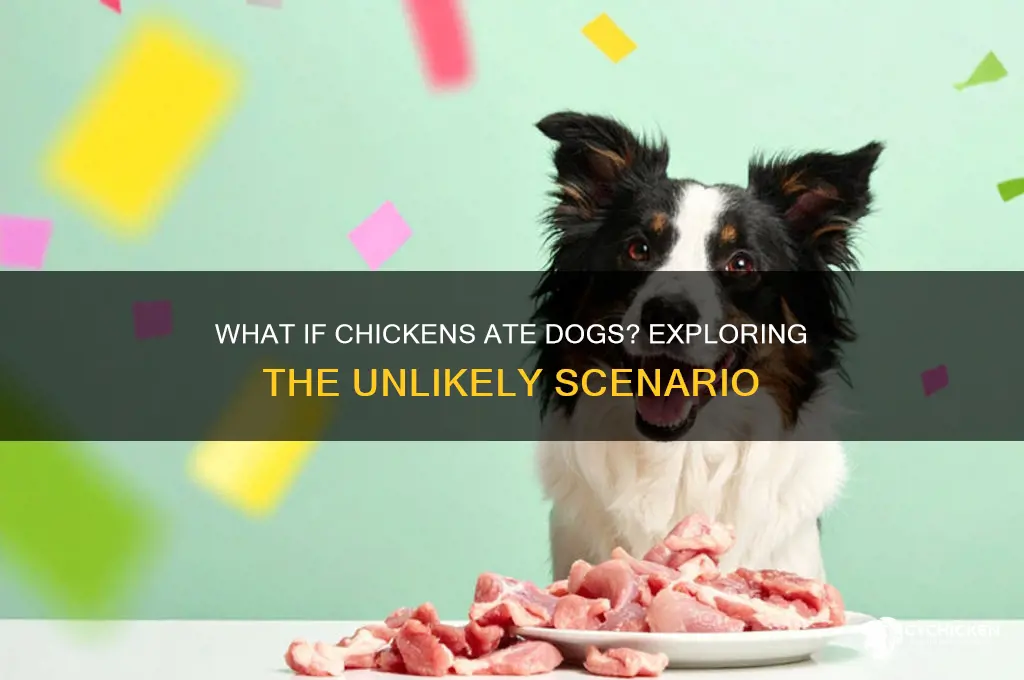 what if a chicken ate a dog