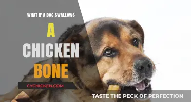 Dog Swallows Chicken Bone: Risks, Symptoms, and Immediate Actions