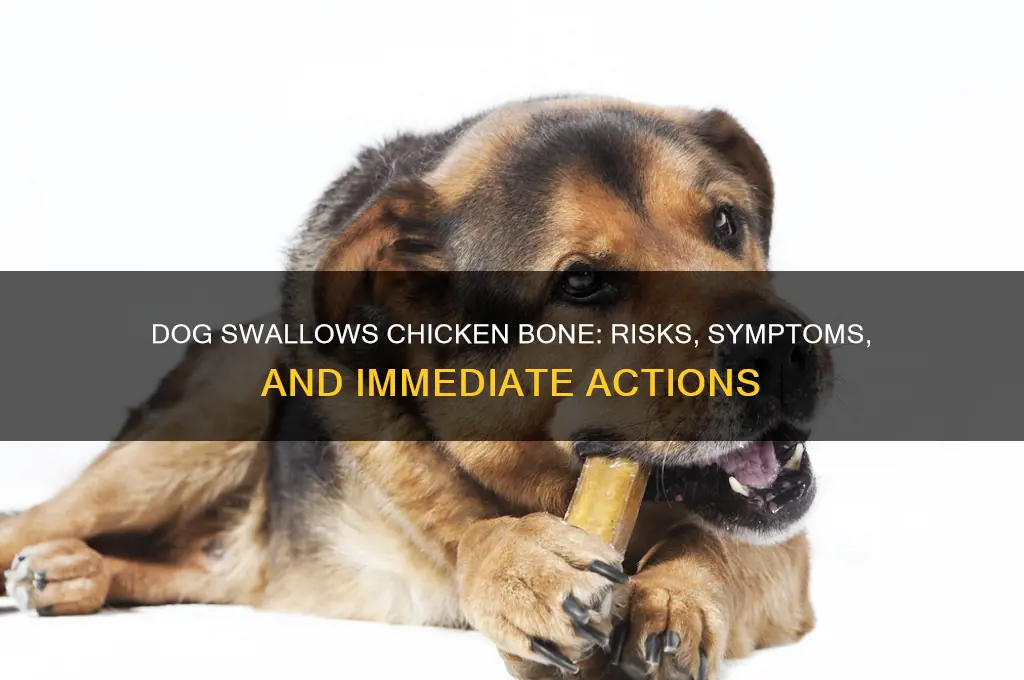 what if a dog swallows a chicken bone