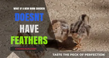Unusual Chickens: Why Some Hatch Without Feathers